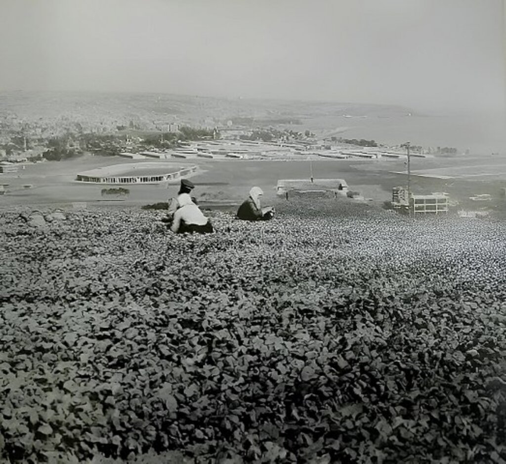 Samsun'un elinde ne tütün kaldı ne de fabrikası! Mazide kalan Samsun fotoğrafları