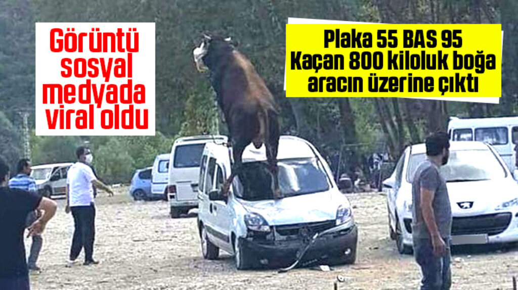Samsun'da Kurban Bayramında kaçan 800 kiloluk boğa aracın üzerine çıktı