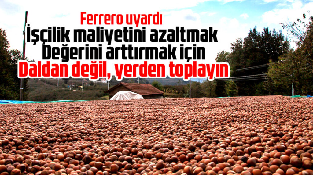 Ferrero uyardı! Fındığı daldan değil, yerden toplayın