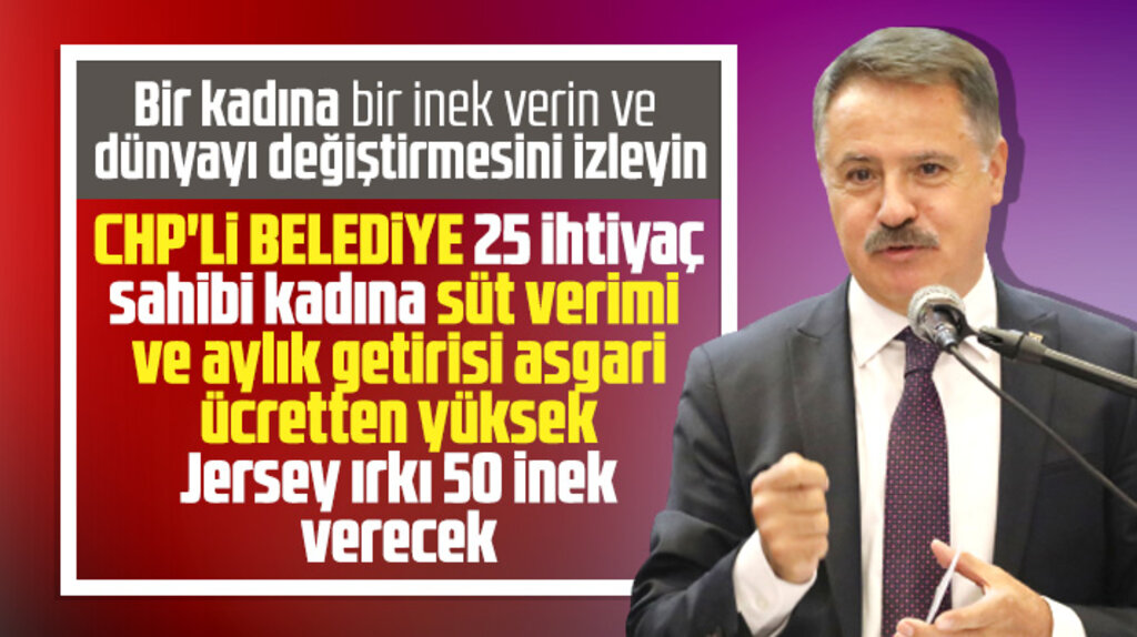 CHP'li Atakum Belediyesi 25 kadına süt verimi yüksek 50 adet Jersey ırkı inek verecek