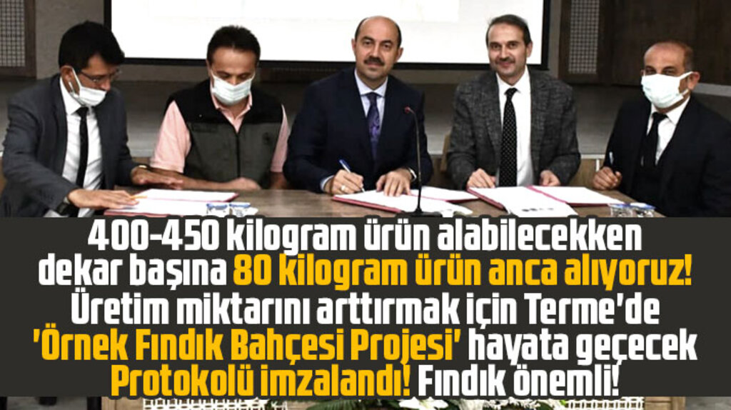 Samsun Terme'de fındık üretimini arttırmak için örnek fındık bahçeleri hayata geçirilecek