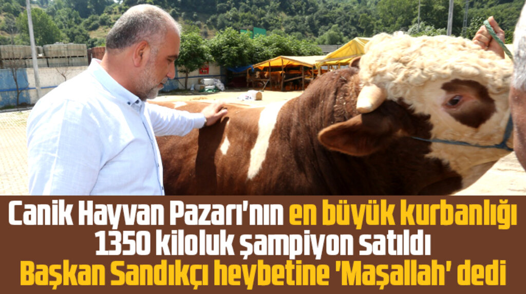 Samsun'da 1350 kiloluk kurbanlık Canik Hayvan Pazarında satıldı