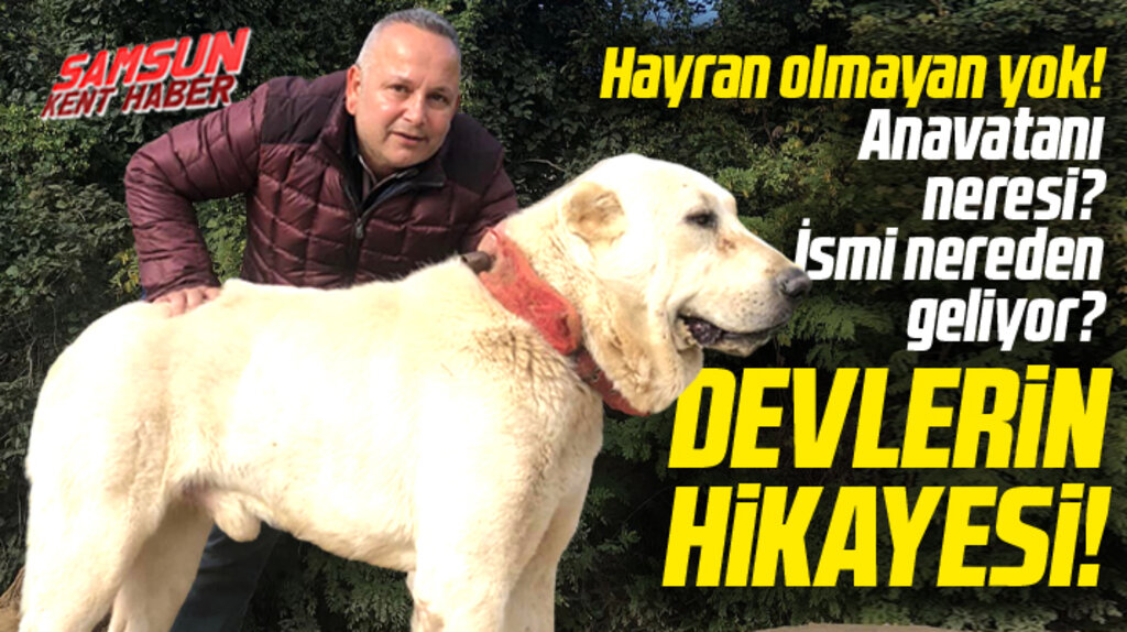 Kangal köpeklerinin anavatanı neresi? İsmi nereden geliyor? Sezgin Gümüş açıkladı