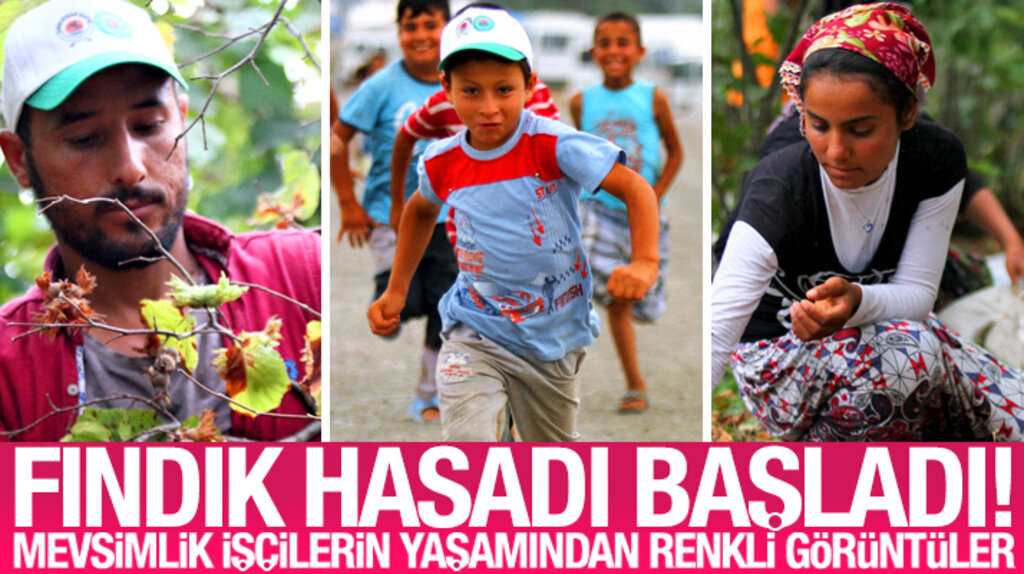 Samsun Çarşamba'da fındık hasadı başladı mevsimlik işçiler çadırlarını kurdu