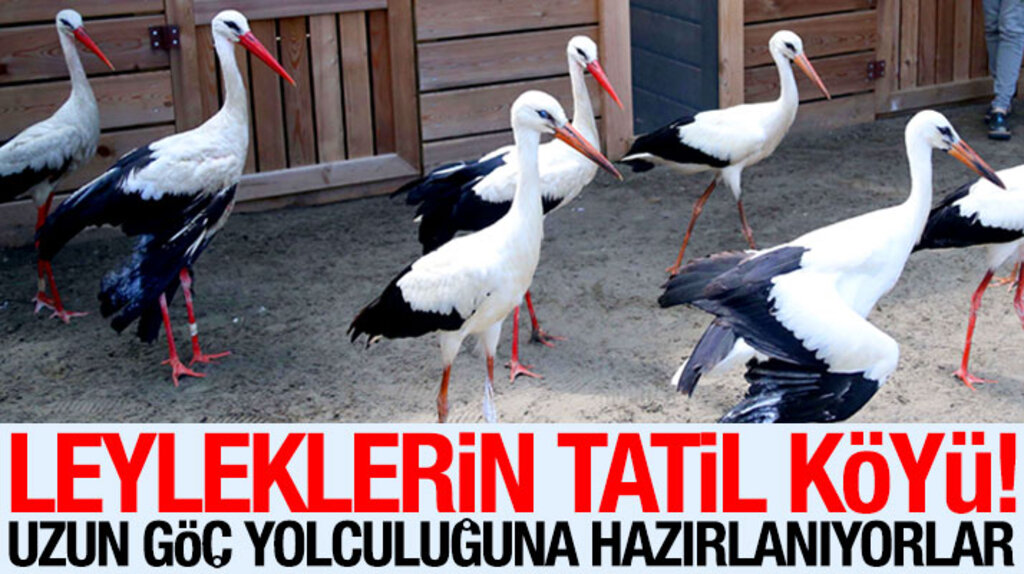 Samsun Kızılırmak Deltasında yaralı leylekler tedavi edilerek göç yolculuğuna hazırlanıyor