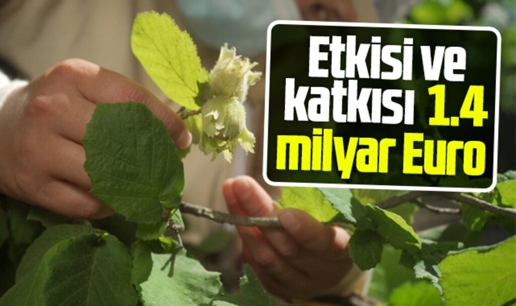 Ferrero Fındık Türk ekonomisine 1.4 milyar avroluk katkı sağladı