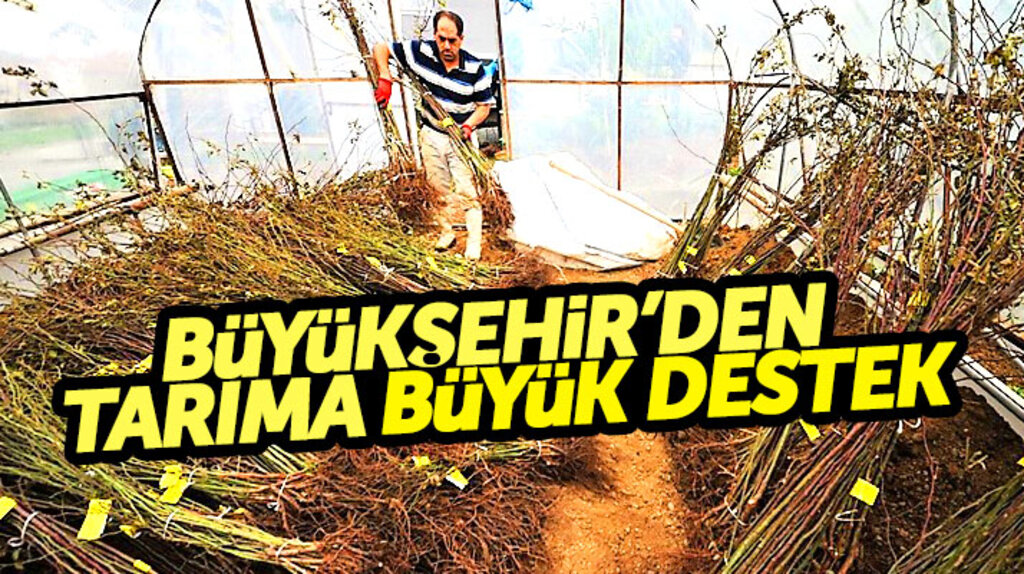 Samsun Büyükşehir'den tarıma 4 ilçede 800 bin TL destek 