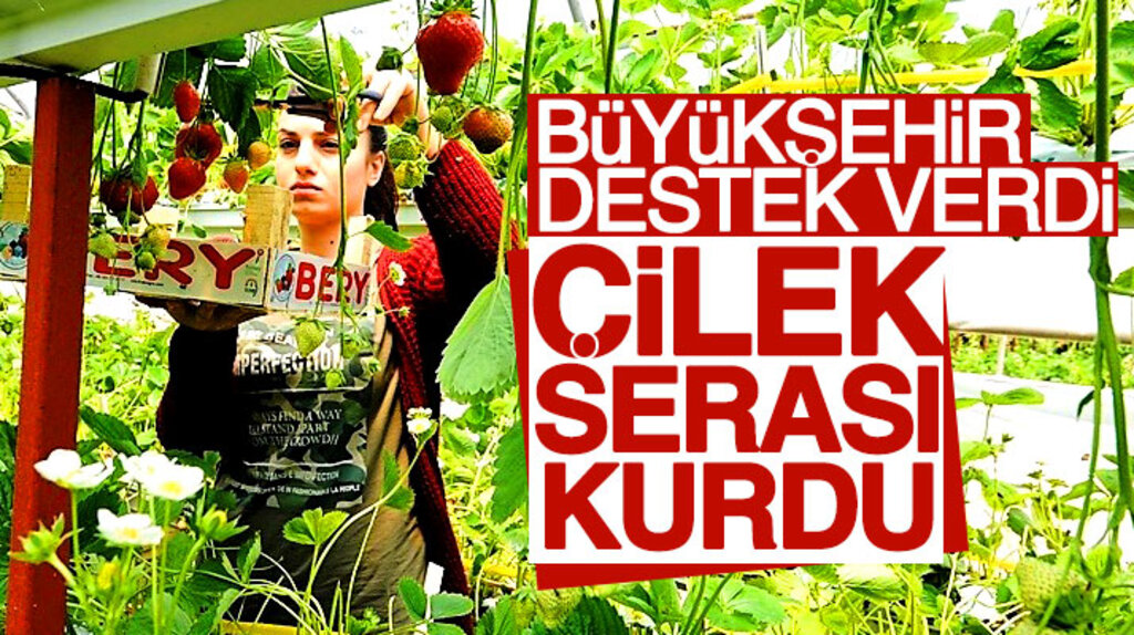 Bafralı üretici Samsun Büyükşehir Belediyesi'nin desteği ile çilek serası kurdu