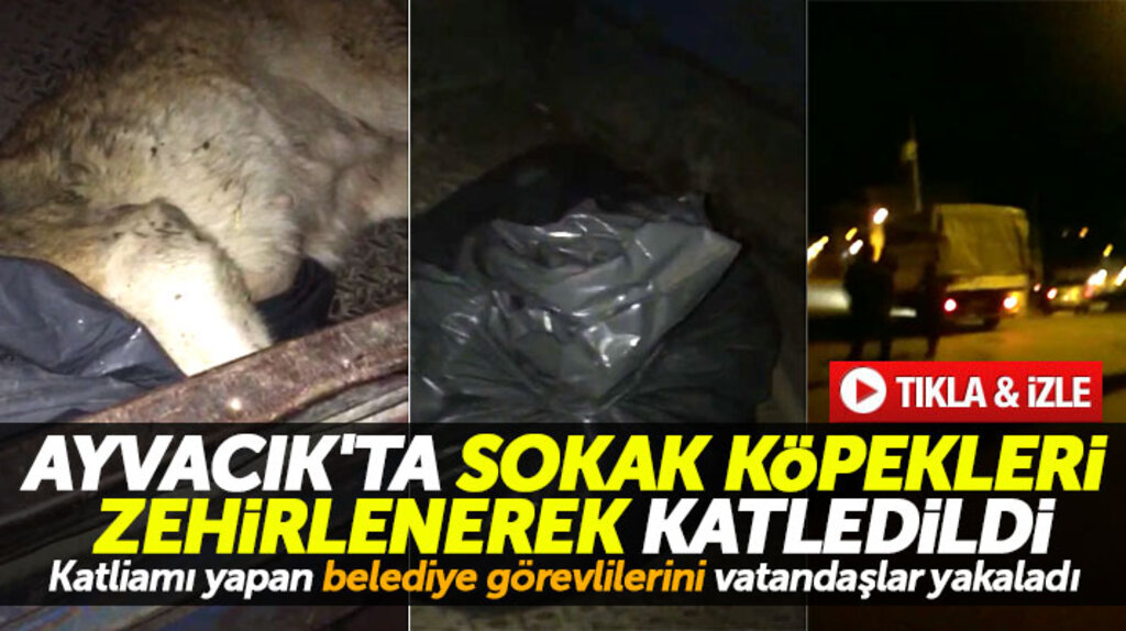 Samsun'un Ayvacık ilçesinde belediye görevlileri gece sokak köpeklerini zehirleyip katletti