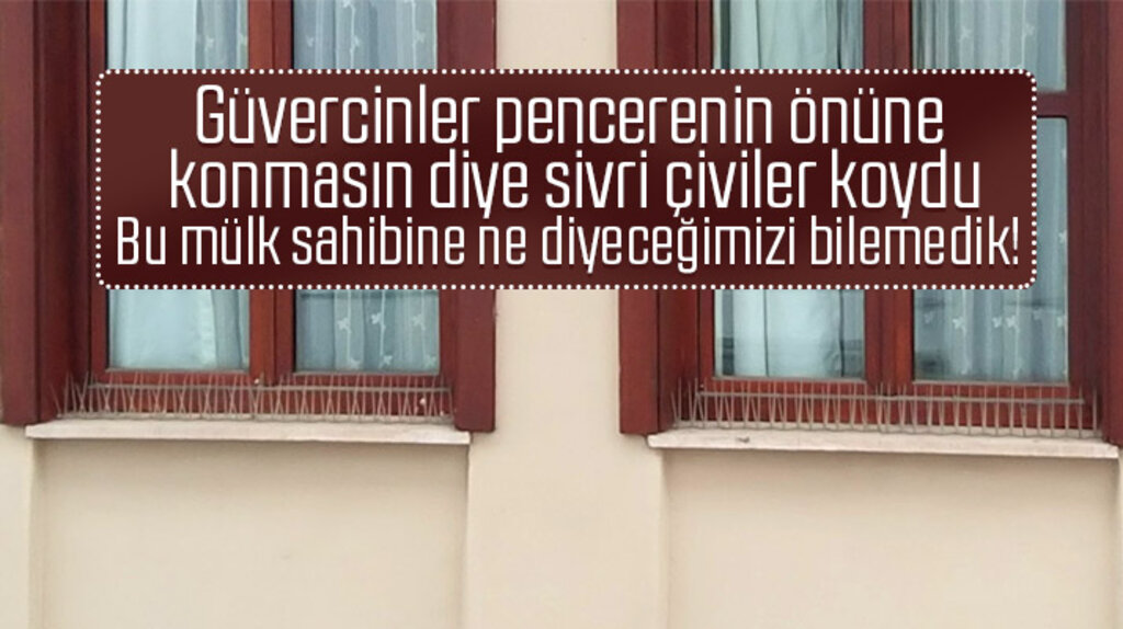 Samsun'da güvercinler konmasın diye pencere önüne çivi konulan bina