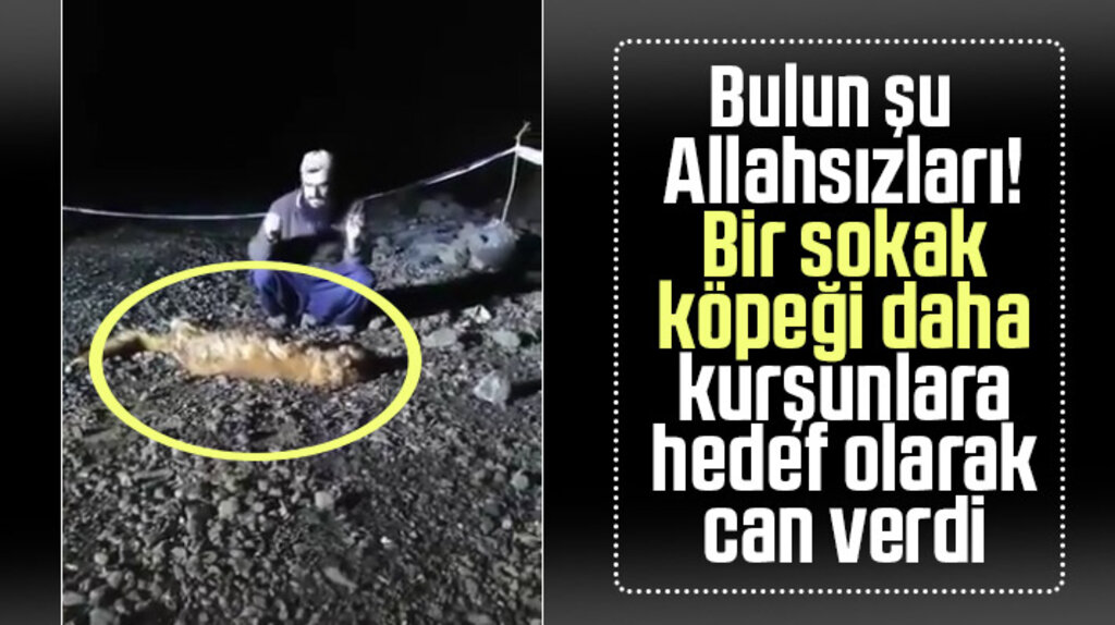 Samsun Canik'te yine bir sokak köpeği silahla vurularak katledildi