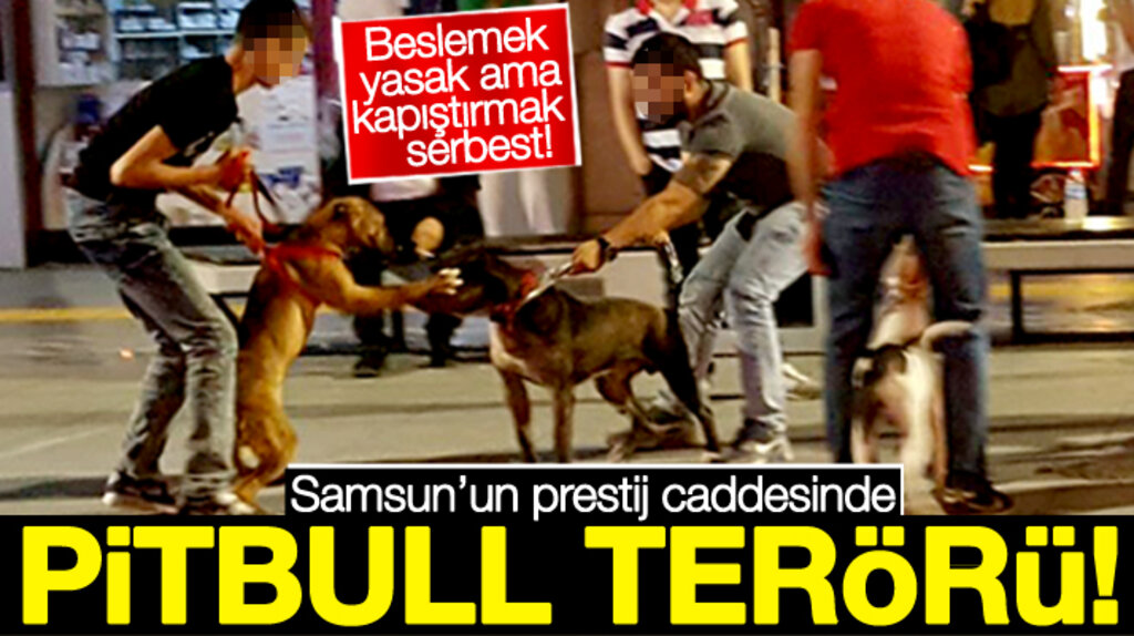 Samsun'da Çiftlik Cadde AVM'de pitbull ve dogo terörü yaşanıyor